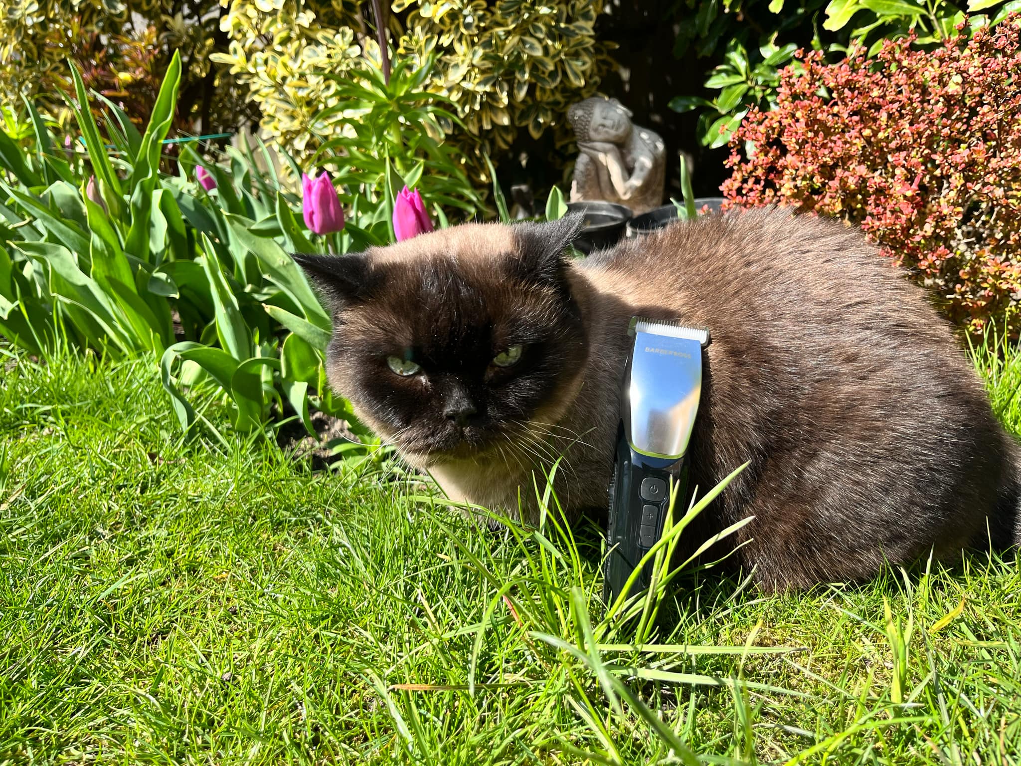 BarberBoss Pet Clipper QR-9083 used to trim cat’s fur pre-surgery