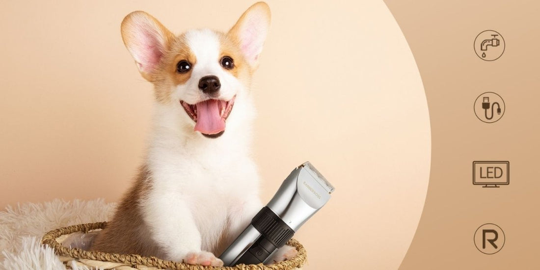 How to Identify Your Dog's Hair Type and Choose the Right Grooming Tools - BarberBoss | Look Your Best, Everyday